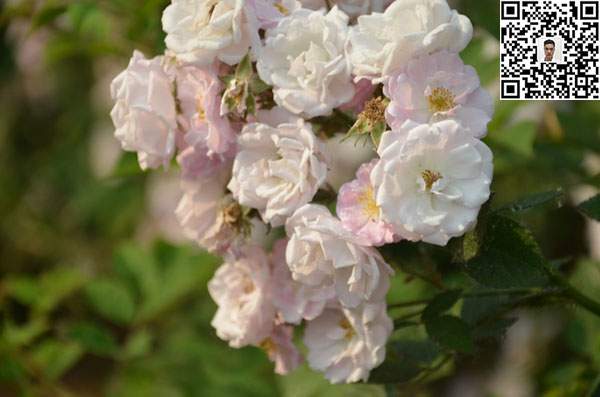 蔷薇花苗