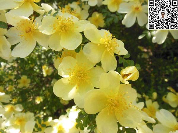 蔷薇花苗