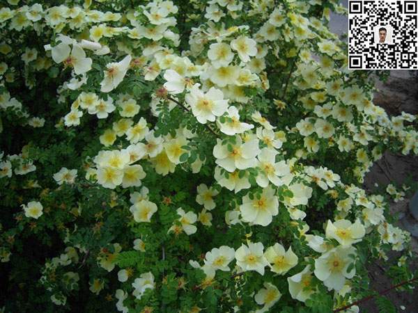 蔷薇花苗