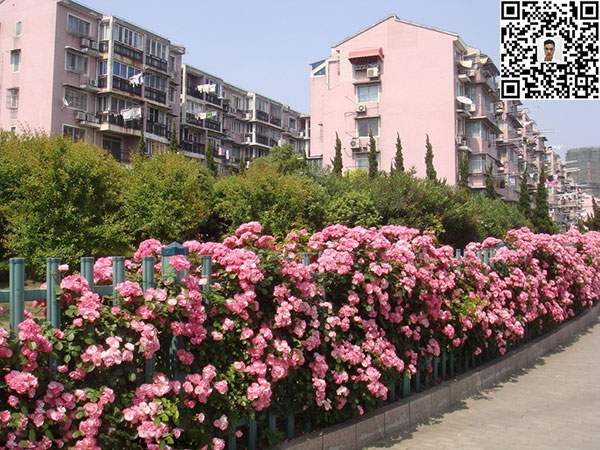 蔷薇花苗