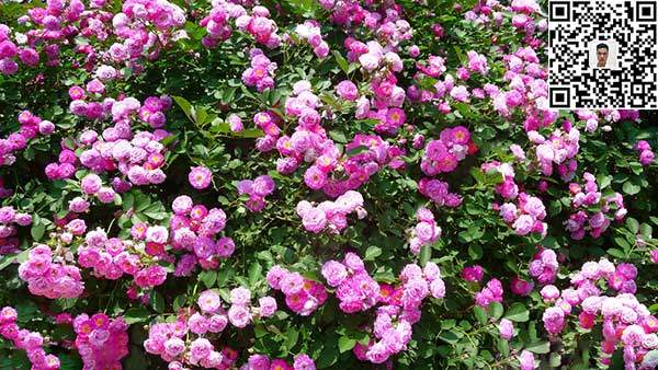蔷薇花苗