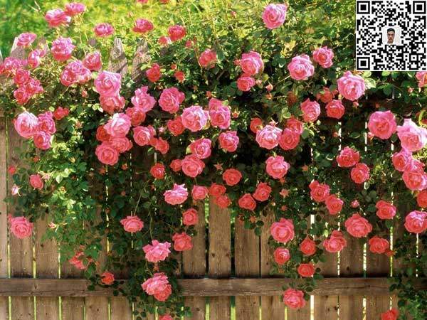 蔷薇花苗