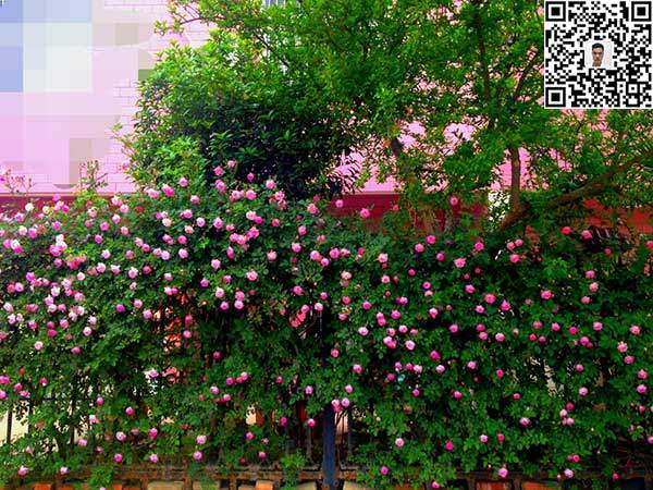 蔷薇花苗