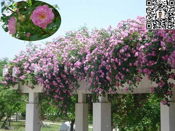 蔷薇花苗