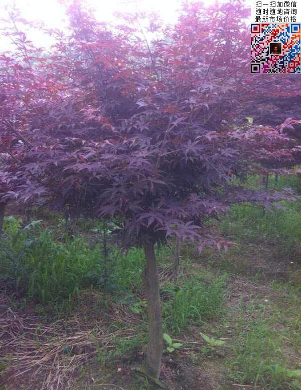 红枫树