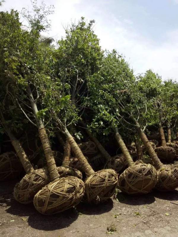 紫玉兰开花图片