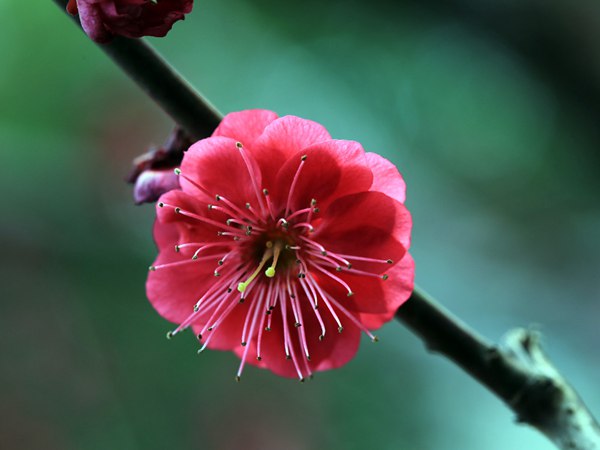 红梅花一般什么时候开花？