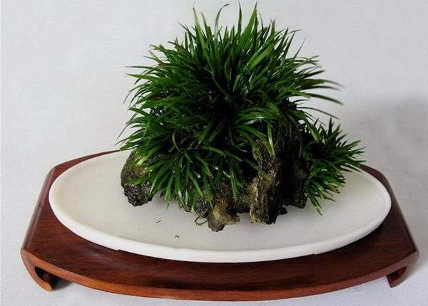 金钱菖蒲 金钱菖蒲