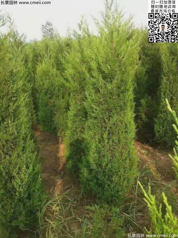 高度1.8米2米2.2米塔柏大量供应中
