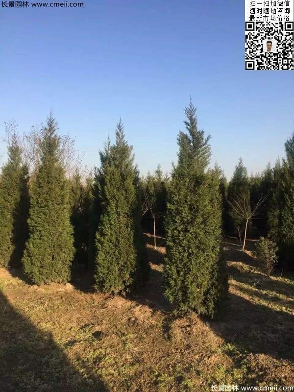 高度2.5米2.8米3米塔柏起苗现场图片 高度2.5米2.8米3米塔柏起苗现场图片