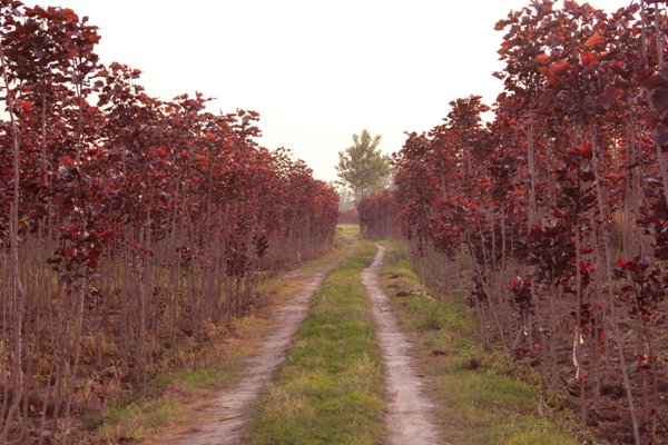 全紅楊基地全紅楊苗木圖片 全紅楊基地全紅楊苗木圖片