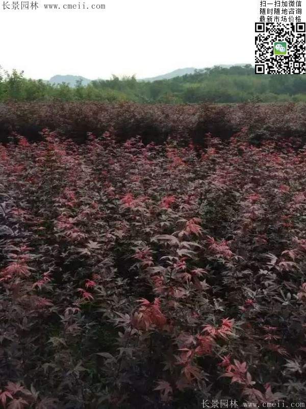 红枫基地 红枫基地