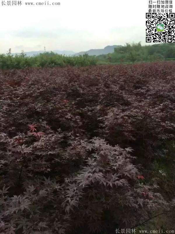 红枫基地 红枫基地