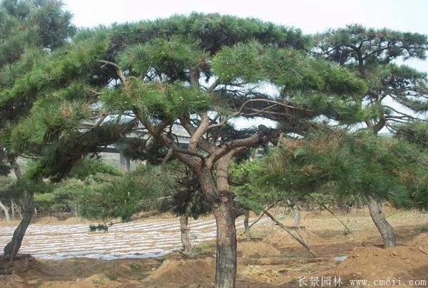 沭阳黑松造型 沭阳黑松造型