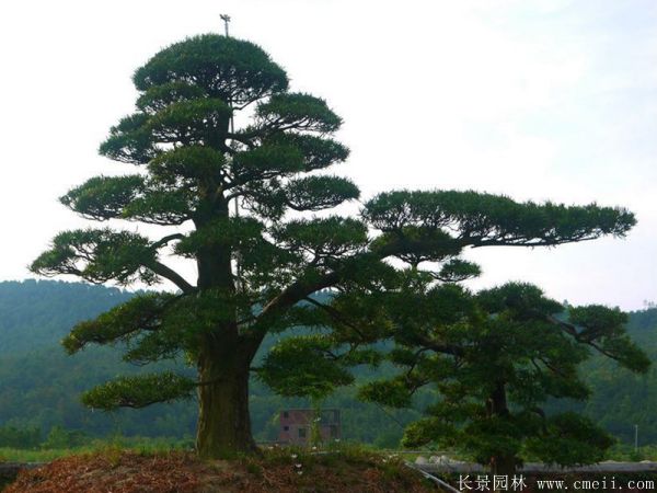 沭阳黑松造型 沭阳黑松造型
