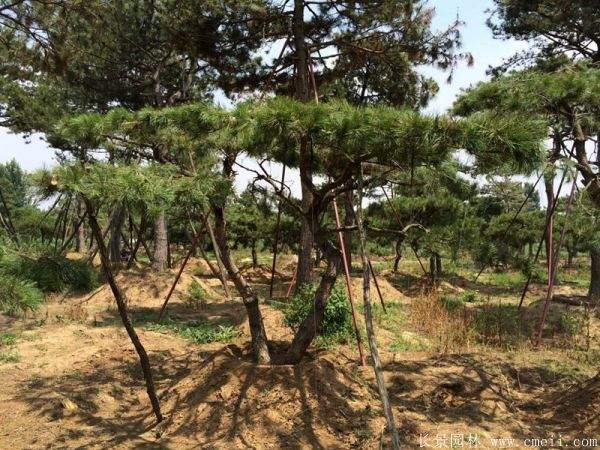 沭阳黑松造型 沭阳黑松造型