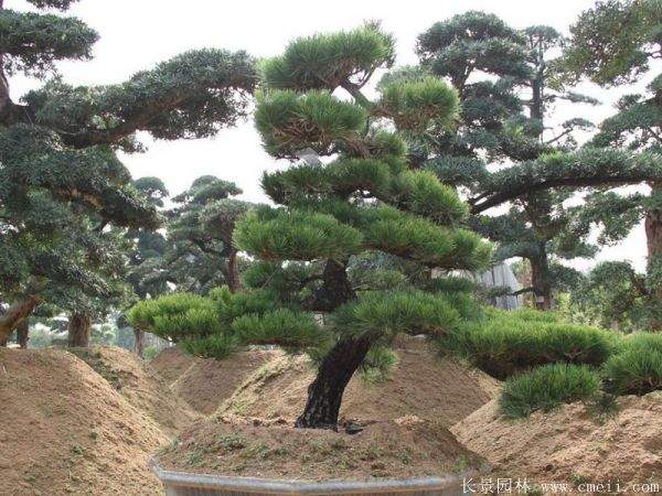 沭阳黑松造型 沭阳黑松造型