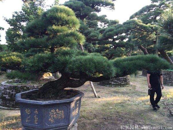 沭阳黑松造型 沭阳黑松造型
