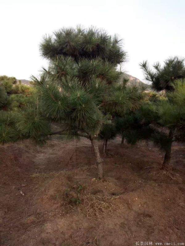 沭阳黑松的优势 沭阳黑松的优势