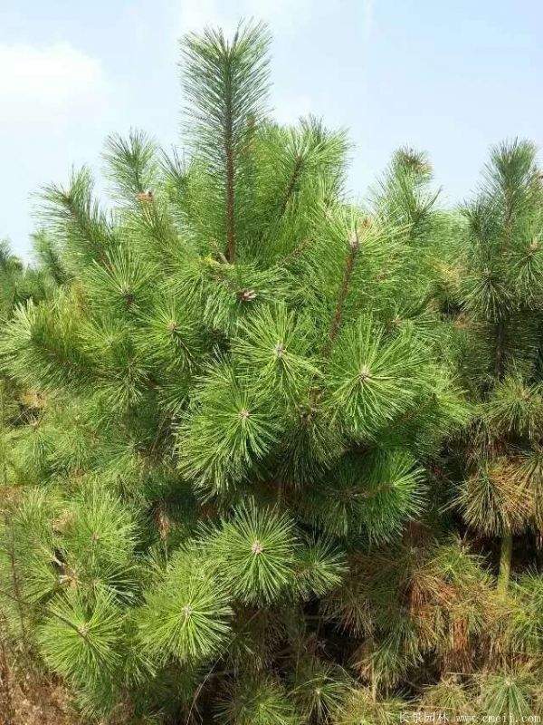 沭阳黑松的优势 沭阳黑松的优势