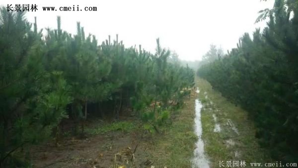 沭阳黑松苗、黑松树