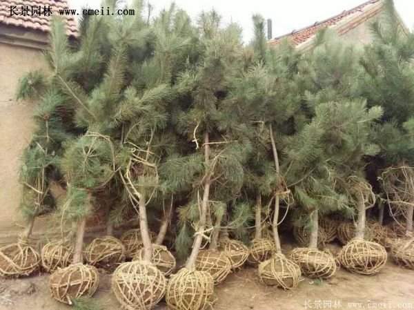 沭阳的黑松基地 沭阳的黑松基地