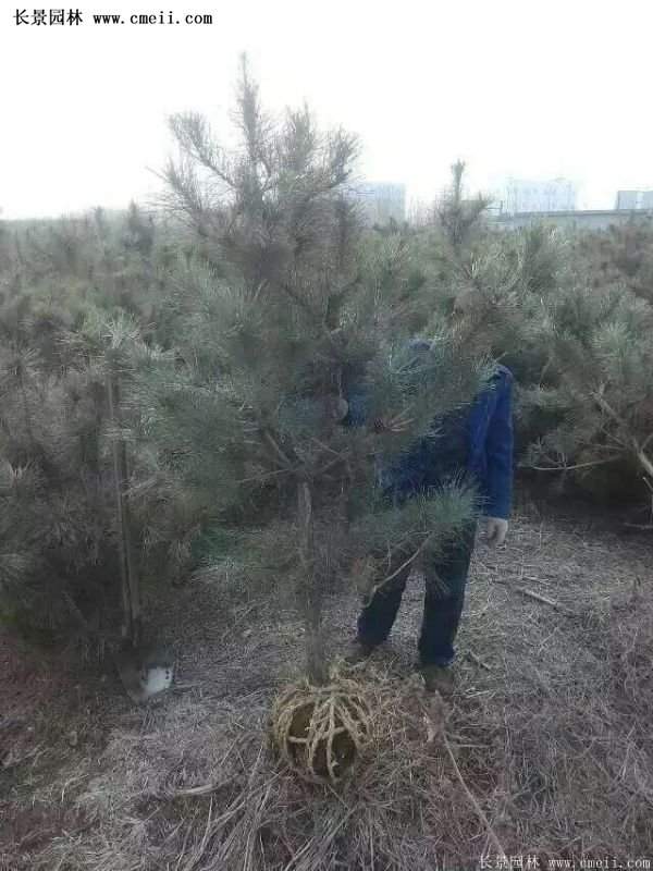 沭阳的黑松基地 沭阳的黑松基地