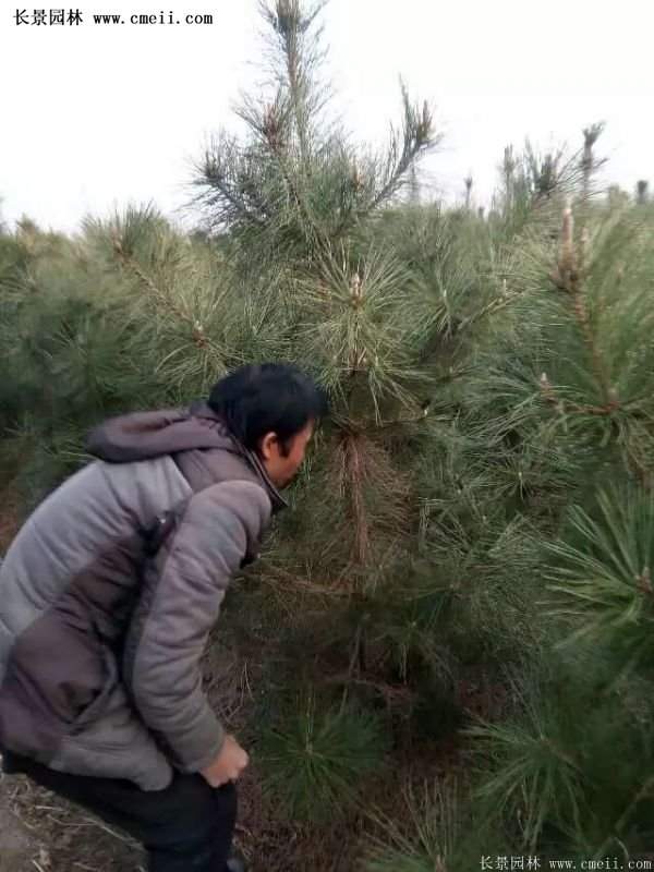 沭阳的黑松基地 沭阳的黑松基地