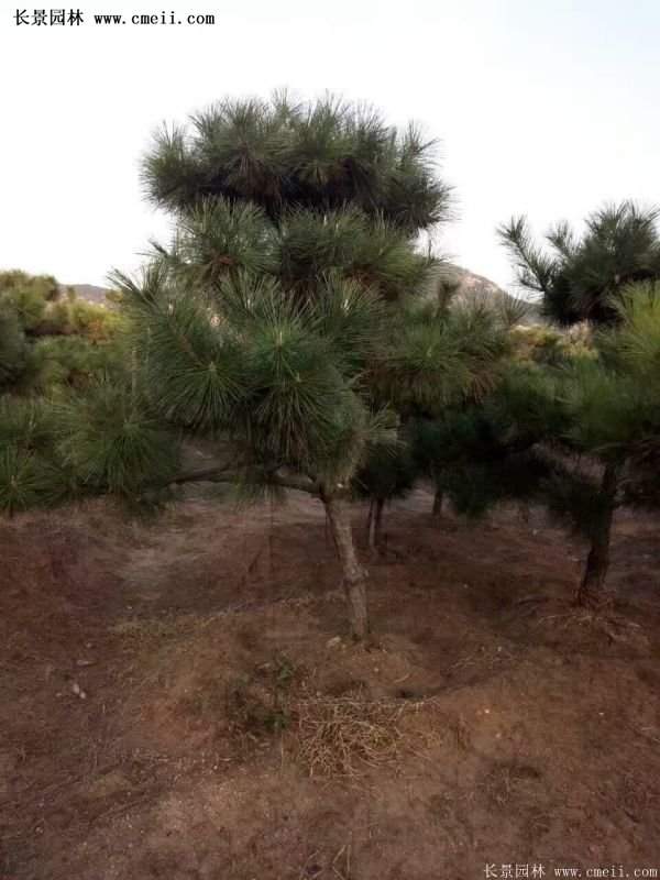 沭阳的黑松基地 沭阳的黑松基地