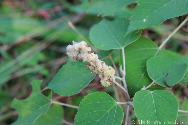 紅烏桕圖片紅烏桕基地實拍 紅烏桕圖片紅烏桕基地實拍