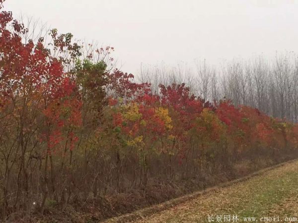 紅烏桕圖片紅烏桕基地實拍 紅烏桕圖片紅烏桕基地實拍