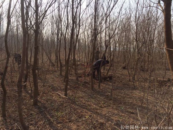 紅烏桕圖片紅烏桕基地實拍 紅烏桕圖片紅烏桕基地實拍