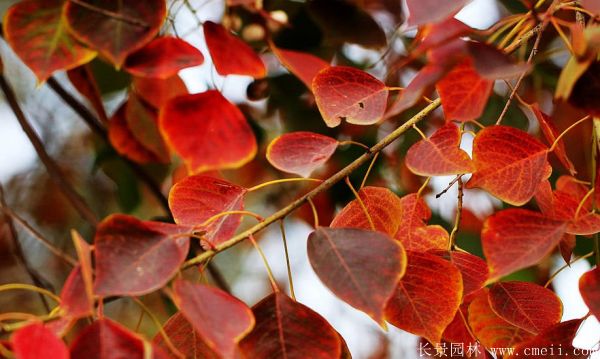 紅烏桕圖片紅烏桕基地實拍 紅烏桕圖片紅烏桕基地實拍