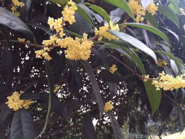 桂花樹圖片桂花樹基地實(shí)拍