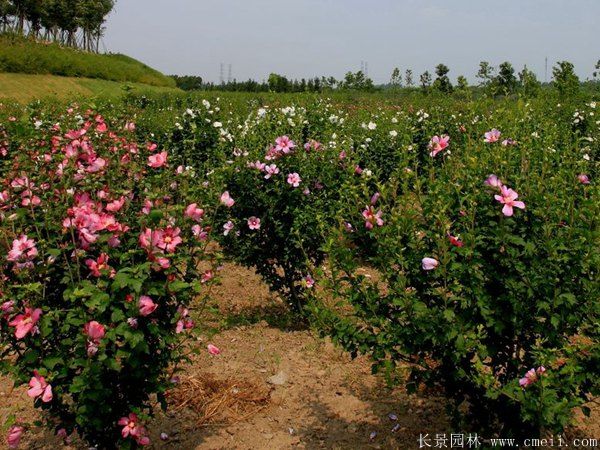 木槿花图片基地实拍