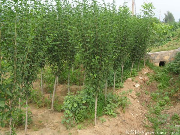 木槿花图片基地实拍