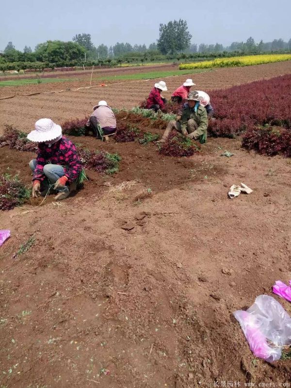 紅葉小檗圖片基地實(shí)拍 紅葉小檗圖片基地實(shí)拍
