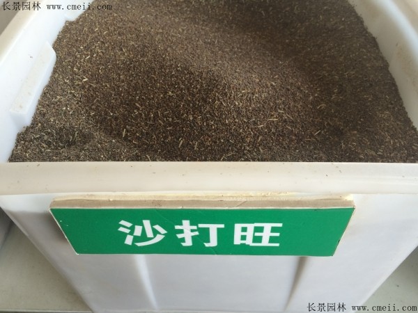 沙打旺种子图片