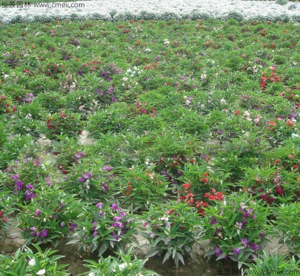凤仙花种子发芽出苗开花图片
