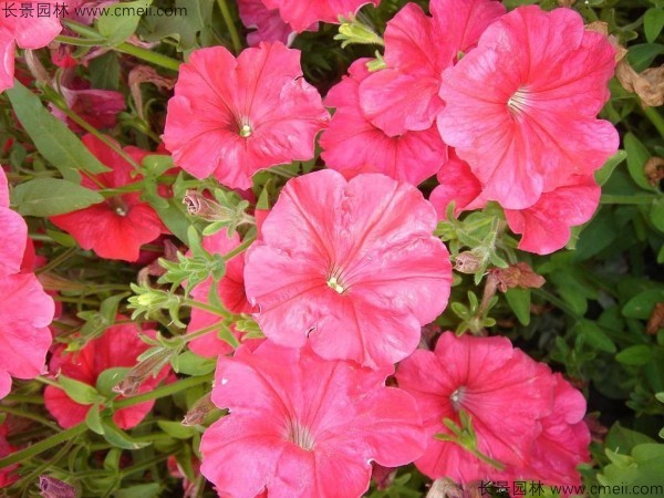 牽?；ǚN子發(fā)芽出苗開花圖片