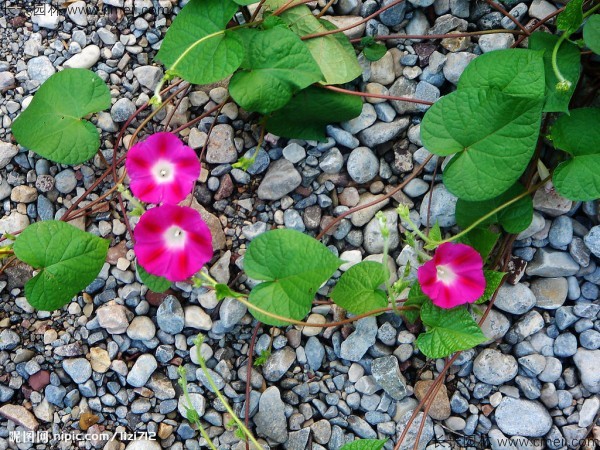 牽?；ǚN子發(fā)芽出苗開花圖片