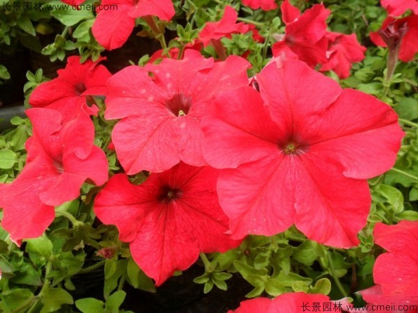 牽?；ǚN子發(fā)芽出苗開花圖片