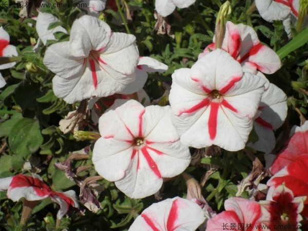 牽?；ǚN子發(fā)芽出苗開花圖片