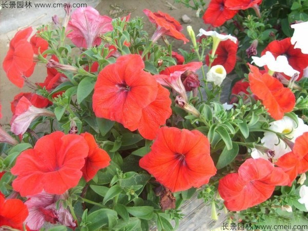 牽?；ǚN子發(fā)芽出苗開花圖片