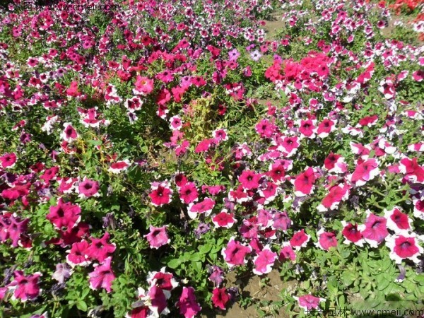 牽?；ǚN子發(fā)芽出苗開花圖片