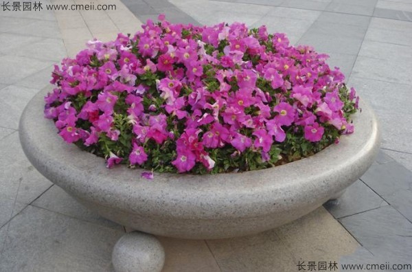 牽?；ǚN子發(fā)芽出苗開花圖片