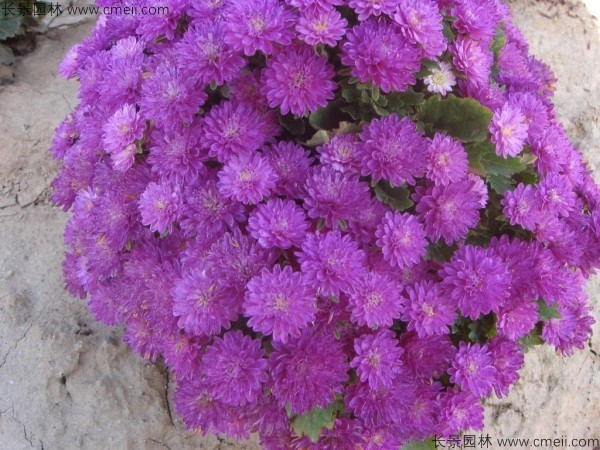 翠菊 翠菊