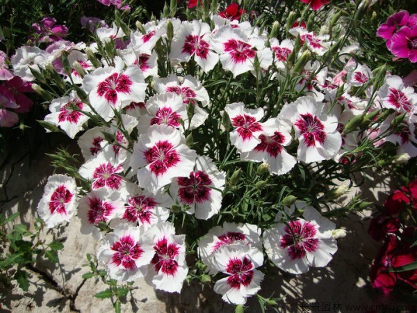 美國(guó)石竹種子發(fā)芽出苗開(kāi)花圖片