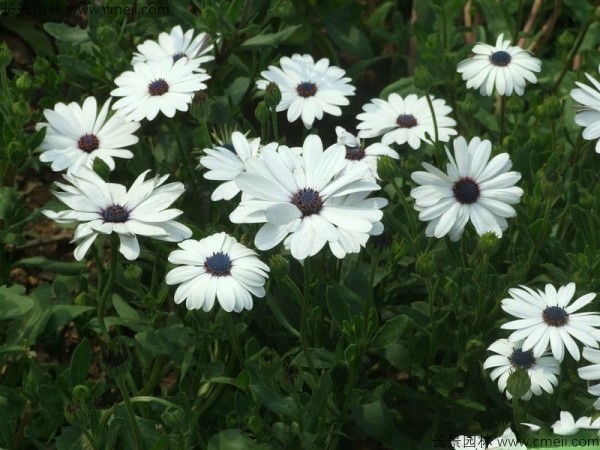 非洲萬(wàn)壽菊種子發(fā)芽出苗開花圖片