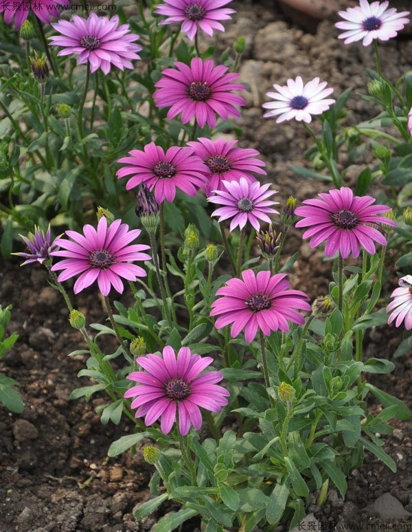 非洲萬(wàn)壽菊種子發(fā)芽出苗開花圖片